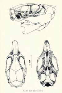 Rat Skull